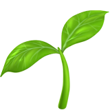 Apple seedling