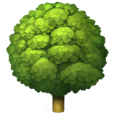 苹果 树