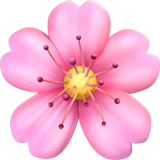 苹果 樱花