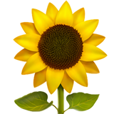 Apple sunflower