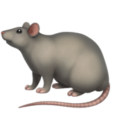 Apple rat