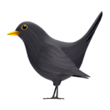 Apple black bird