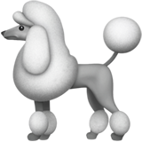 Apple poodle