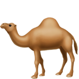 Apple camel