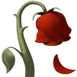Apple wilted flower