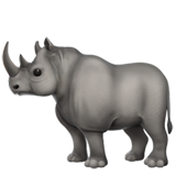Apple rhinoceros