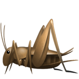 Apple cricket