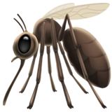 Apple mosquito