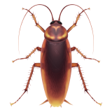 Apple cockroach