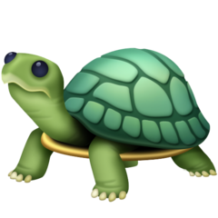 Facebook turtle