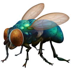 Facebook fly