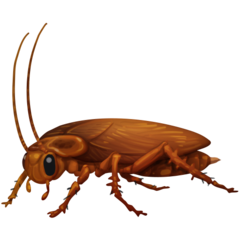 Facebook cockroach