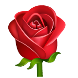 WhatsApp rose