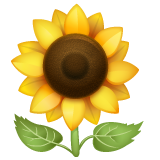 WhatsApp sunflower