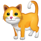 WhatsApp cat
