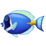 WhatsApp tropical fish