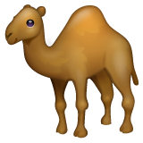 WhatsApp camel