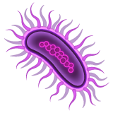 WhatsApp microbe
