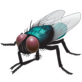 WhatsApp fly