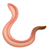 WhatsApp worm